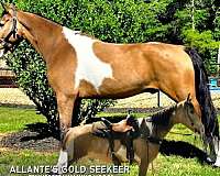 ranch-sorting-tennessee-walking-horse