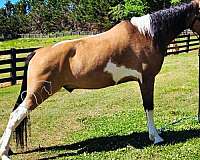 all-around-tennessee-walking-horse