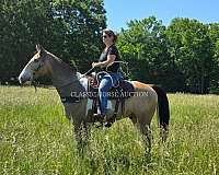 athletic-tennessee-walking-horse