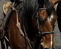 star-short-blaze-left-rear-sock-horse