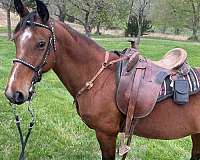 sturdy-missouri-fox-trotter-horse