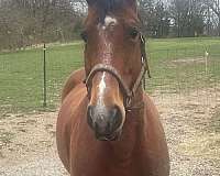 talent-missouri-fox-trotter-horse