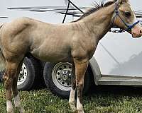 sw-horse