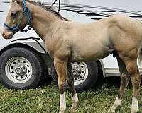 dunskin-sw-horse