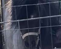 bay-roan-stallion-youth-horse