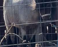 bay-roan-amha-stallion