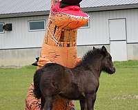 black-facial-socks-horse