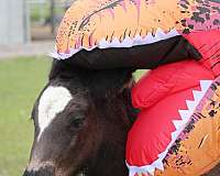 fantastic-disposition-gypsy-vanner-horse