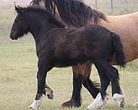 facial-socks-horse
