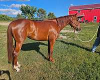 dr-nick-bar-horse