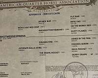 dr-nick-bar-filly