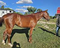 on-the-money-red-filly