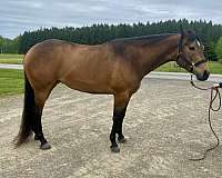 easy-going-mare-broodmare