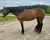 trail-horse-mare-broodmare