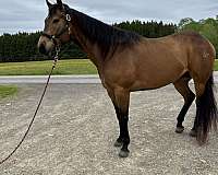 trail-horse-quarter