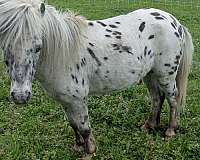black-appaloosa-spotted-stallion
