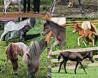 amhr-appaloosa-spotted-stallion