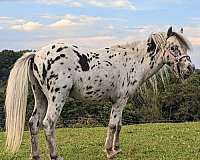 black-appaloosa-spotted-horses-for-sale