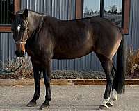 white-star-snip-horse