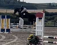 bay-white-star-snip-horse