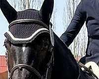 hunter-warmblood-horse