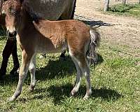 miniature-filly