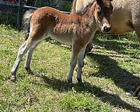 miniature-horse-for-sale
