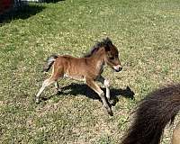 miniature-horse