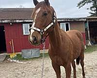 quarter-horse