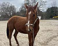 quarter-horse-for-sale
