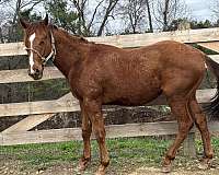 quarter-horse-gelding