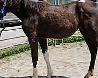 tobiano-paint-horse