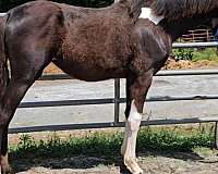 black-tobiano-paint-horse