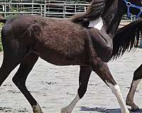 all-around-pinto-horse