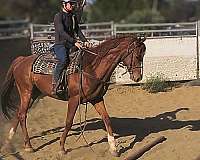 dressage-thoroughbred-horse