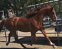 flashy-thoroughbred-horse
