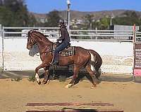 hunter-thoroughbred-horse