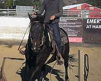 black-white-thoroughbred-gelding-mare