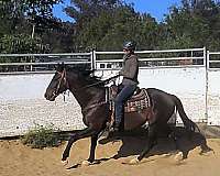 dappled-gelding-mare