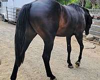 athletic-warmblood-horse