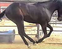 dappled-warmblood-horse