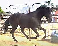 dressage-warmblood-horse