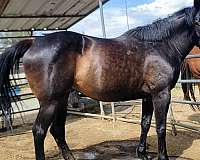 athletic-thoroughbred-horse