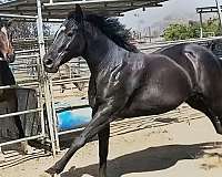 dappled-thoroughbred-horse