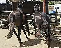 eventing-thoroughbred-horse