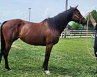 thoroughbred-mare