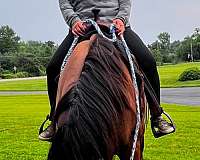 thoroughbred-horse