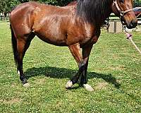 thoroughbred-horse-for-sale