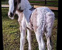 grulla-gvhs-colt