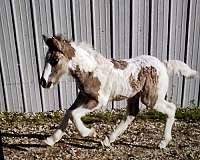 grulla-gvhs-horse